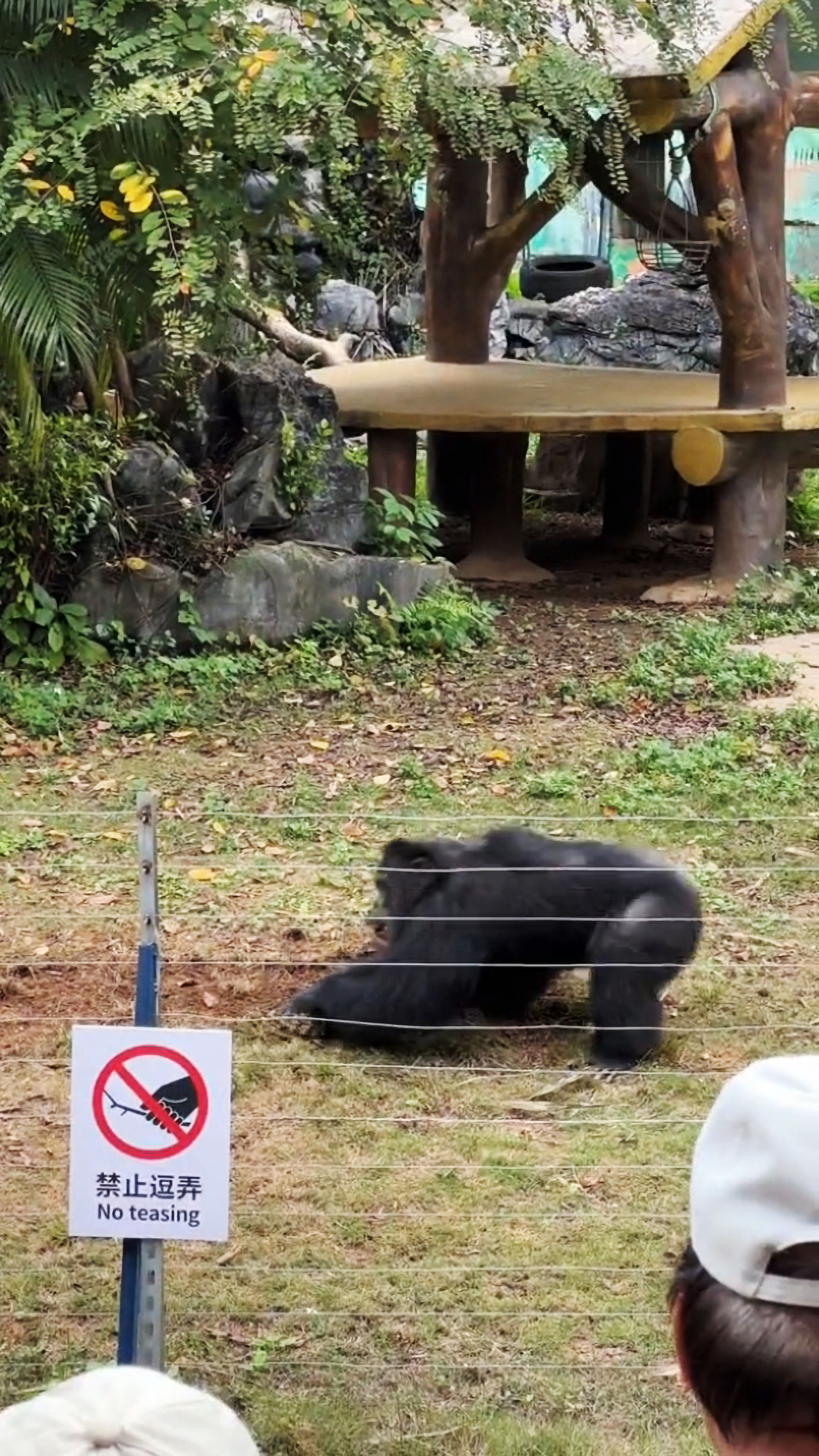 NewsX GorillaDug 01